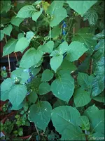 c024.webp