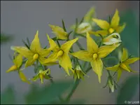 c025.webp