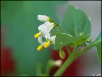 c026.webp
