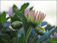 c027.webp