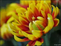 c028.jpg