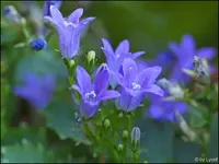 c029.webp