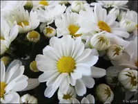 c030.jpg