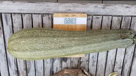 IMG-20180726-WA0006.webp