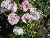DSCI0535 (2).webp