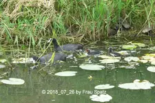 Forum Blässhuhn Kükis 2018_07_25 P1100247.webp
