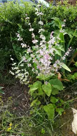 Riesensalbei.webp