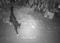 Forum Katze Panther Insel 2018_07_27 STC_0014.webp