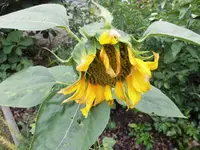 DSCI0554 (2).webp