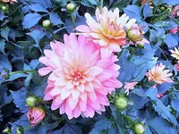DSCI0285.webp