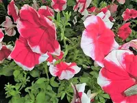 DSCI0289.webp