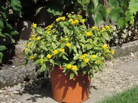 DSCN8298.webp