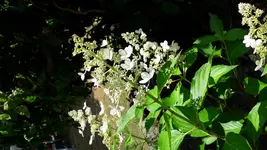 Rispenhortensie.webp Rispenhortensie.webp