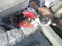 PIC_0864.webp