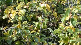 Apfel.webp