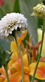 Dahlie.webp