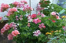 Geranien.webp