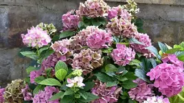 Horti.webp