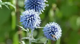 Kugeldistel 1.webp