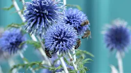 Kugeldistel2.webp