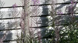 Schattenspiele.webp