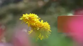 Sonnenhüte 2.webp