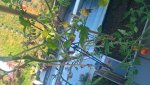 WP_20180729_18_39_28_Pro.jpg
