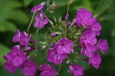 DSC06903.webp