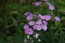 DSC06907.webp