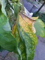 IMG_20180729_190541.webp