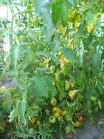 IMG_20180729_190328.webp