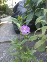 BILD0374.webp