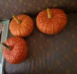 Kürbis 1 - 3er.webp