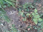 Fadenknöterich und Gelenkblume Juli2018.jpg