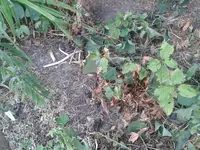 Fadenknöterich und Gelenkblume Juli2018.webp