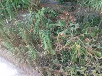 Gelenkblulme Juli2018.webp