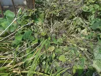 Poolbeet2 Juli2018.webp
