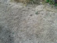 Rasen Juli2018.webp