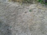 Rasen Juli2018.jpg