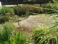 Vorgarten Juli2018.webp