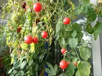 c038.webp