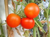 c039.webp