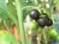 c040.webp