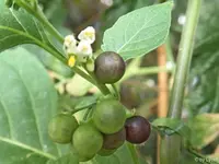 c041.webp