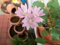 c042.webp