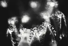 0M3A7124.webp
