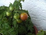 BILD0432.JPG