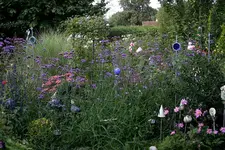 Verbena bonariensis1308.webp