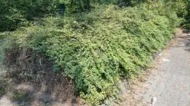 Hecke Parkplatz.webp