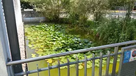 Teich links.webp